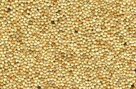 White millet